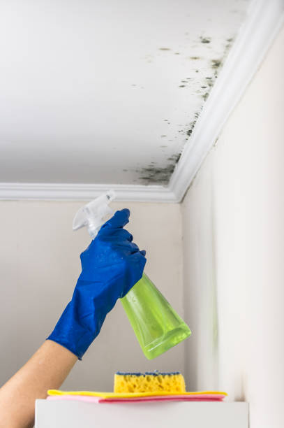 Best Basement Mold Remediation in USA